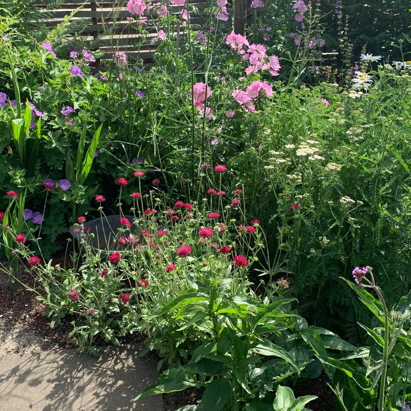 Beemdkroon en malva in bloei in een border. 