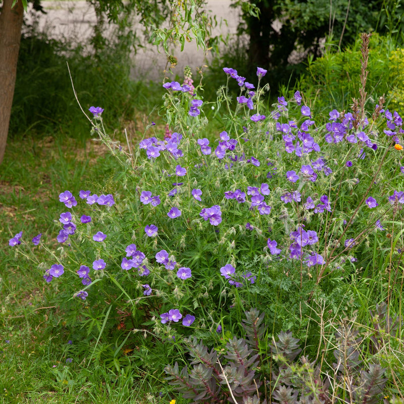 inheemse beemdooievaarsbek met blauw paarse bloemen in een tuin