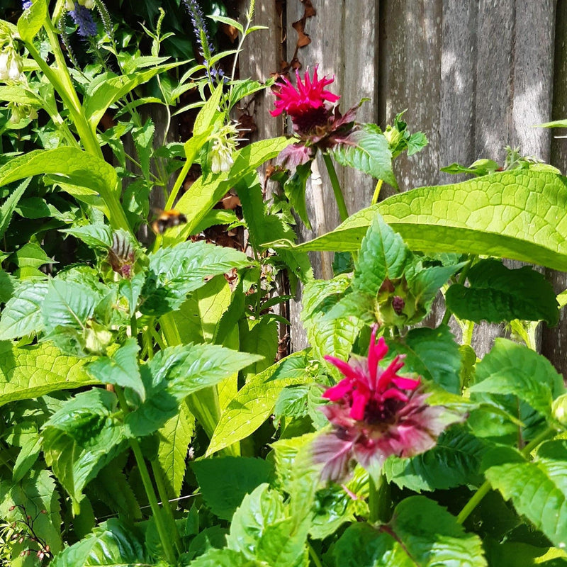Monarda in rode kleur in de tuin