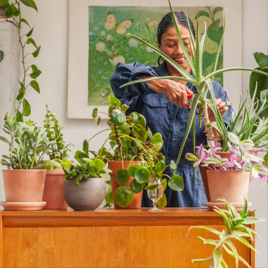 Kamerplantverzorging