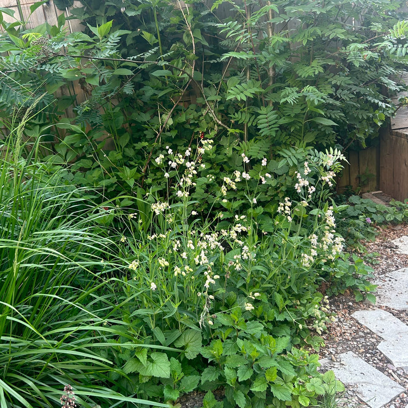 blaassilene in een order in een tuin