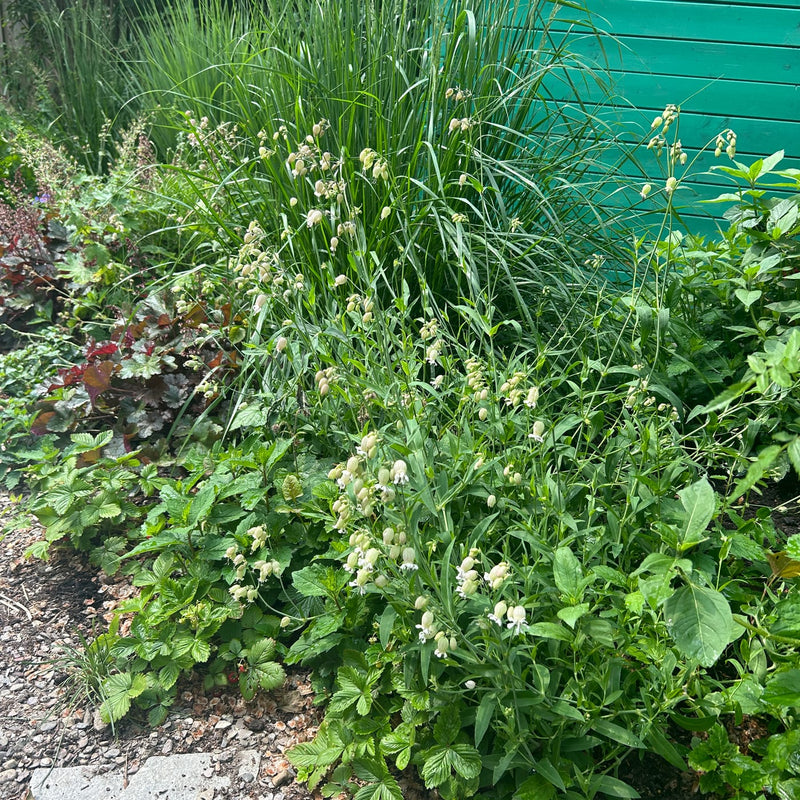 blaassilene in een border in de tuin