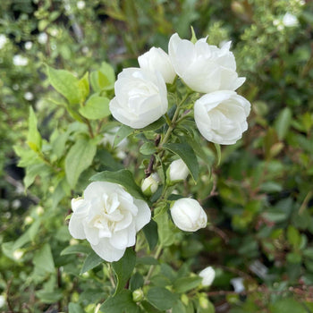 Boerenjasmijn Manteau d'Hermine