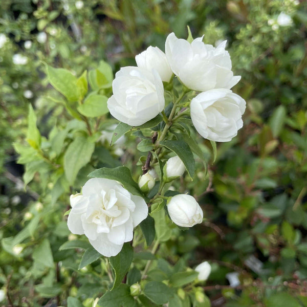 Boerenjasmijn Snowbelle