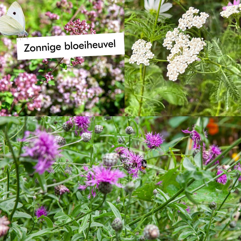 Boost de biodiversiteit