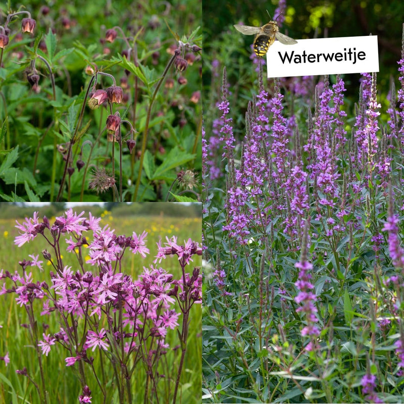 Boost de biodiversiteit