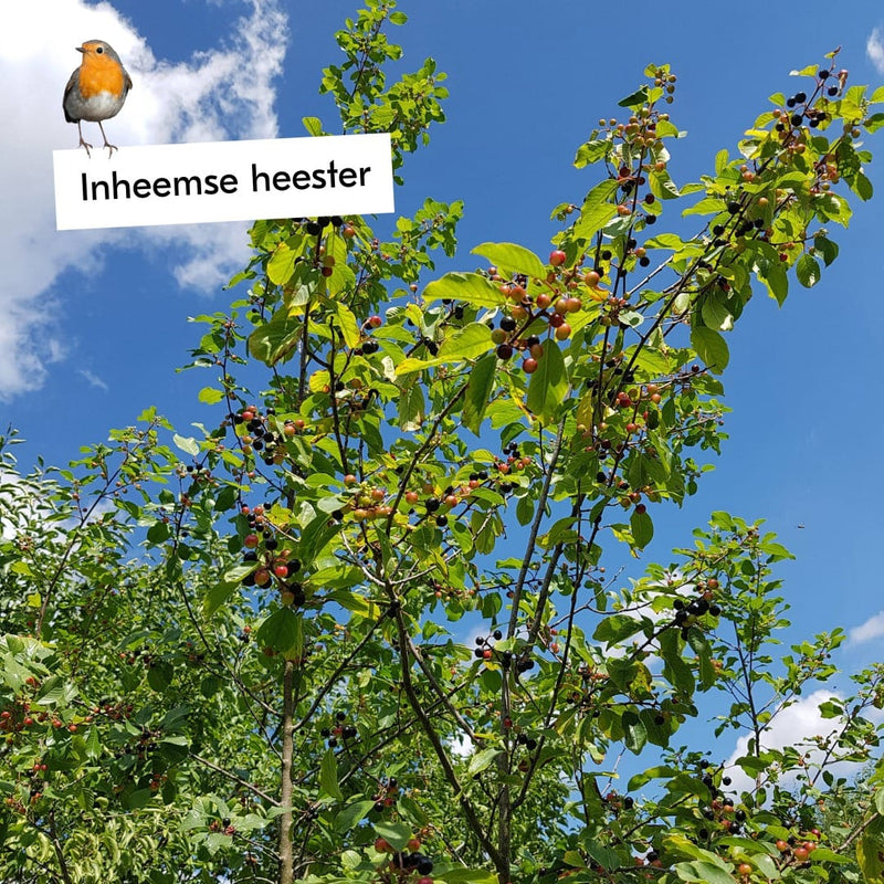 Boost de biodiversiteit