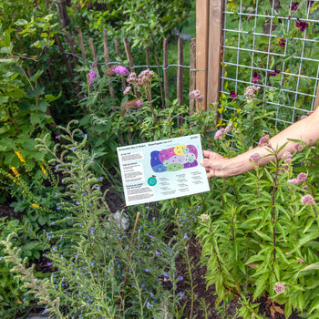 Borderpakket Bijen & Vlinders