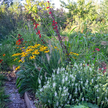 Borderpakket Vurig Zon