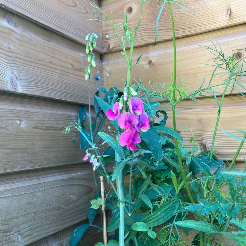 Inheemse Lathyrus met roze bloemen bij een schutting. 