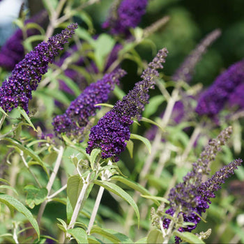 Vlinderstruik Black Night