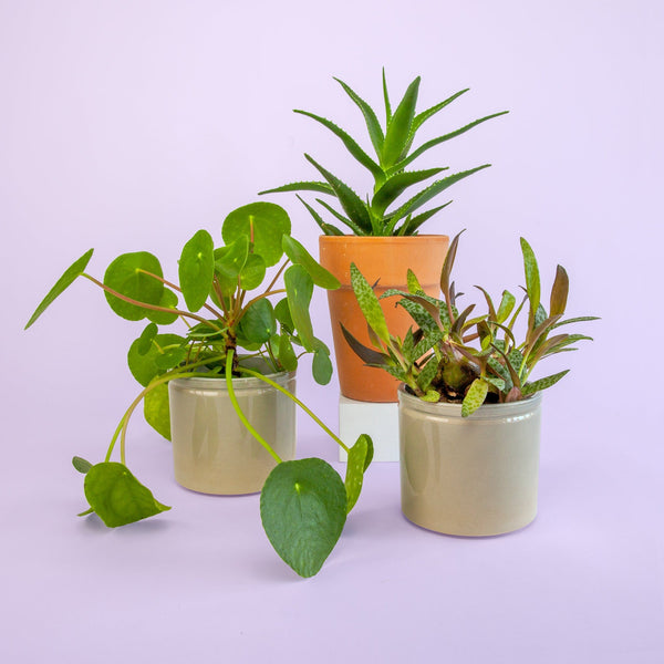 Cadeaupakket: Drie bio kamerplanten met pot