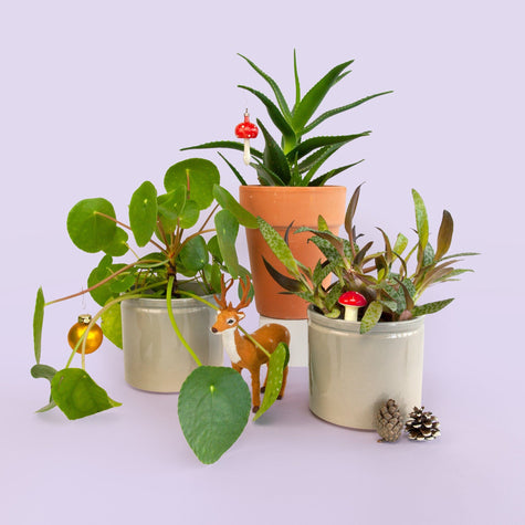 Cadeaupakket: Drie bio kamerplanten met pot