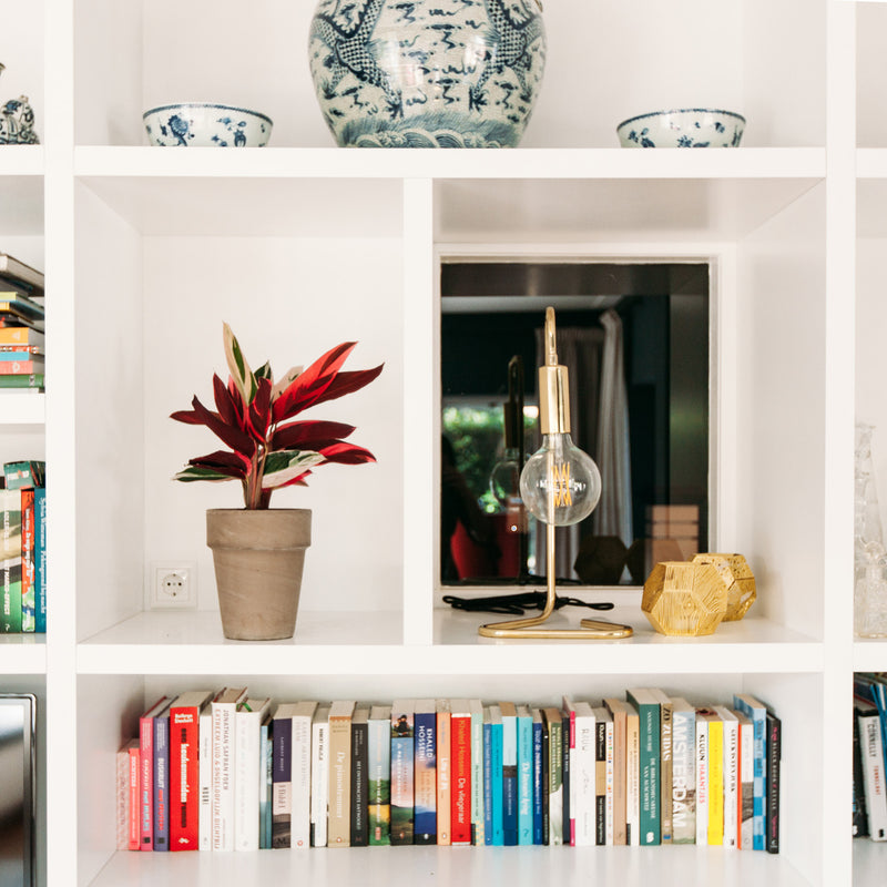 Calathea Triostar in boekenkast in huis