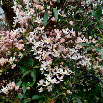 Clematis Apple Blossom