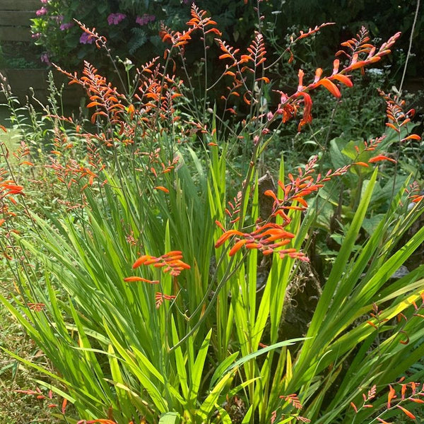 Crocosmia Lucifer
