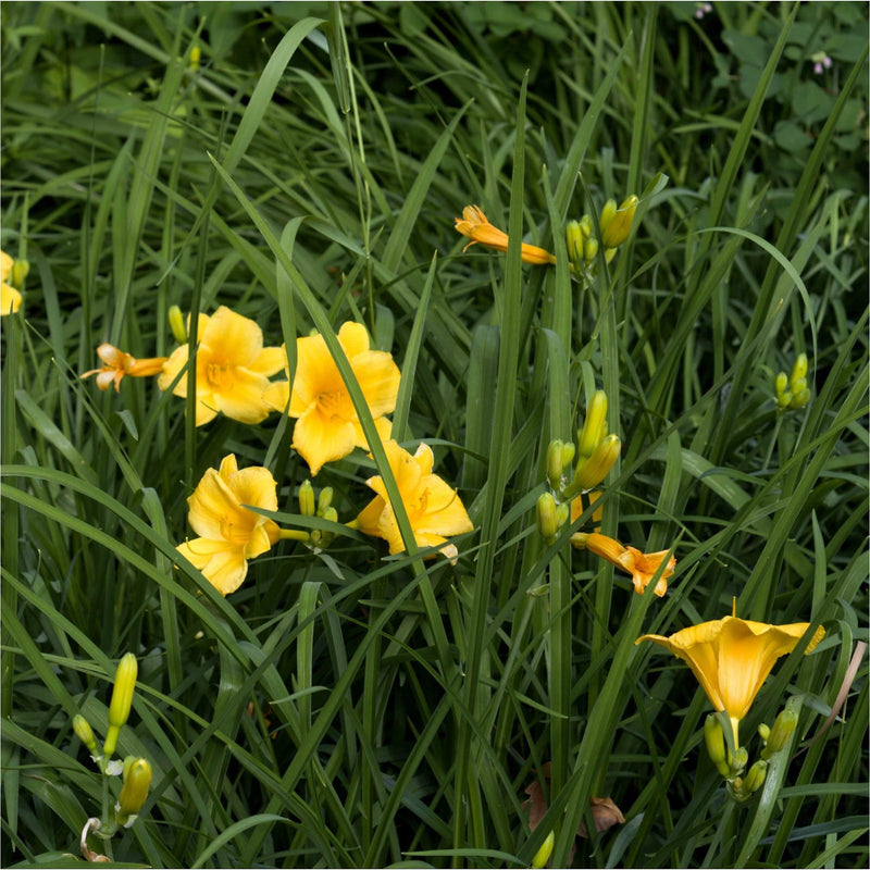 Daglelie, gele bloemen in het groene gras. 