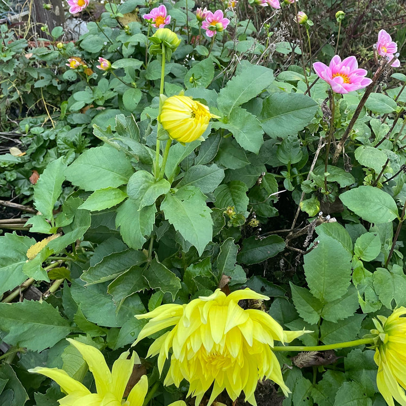 Dahlia Bilbao in bloei in combinatie met Dahlia hartenaas