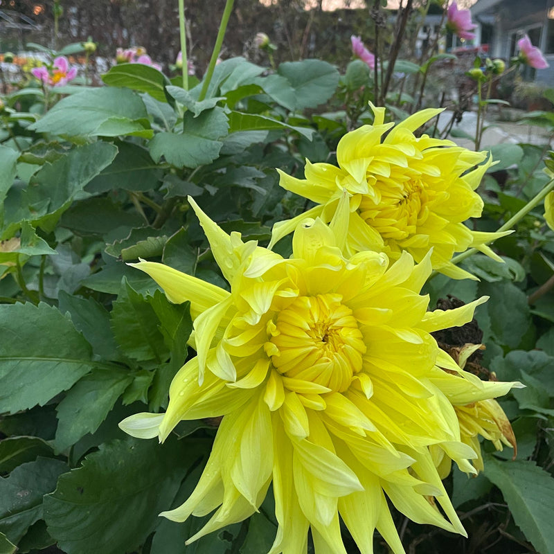 Dahlia Bilbao close up van bloem