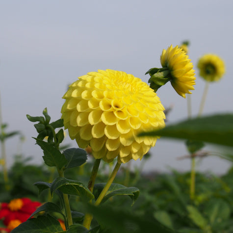 Dahlia Golden Torch