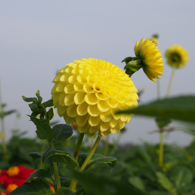 Biologische gekweekte gele dahlia voor de pluktuin.