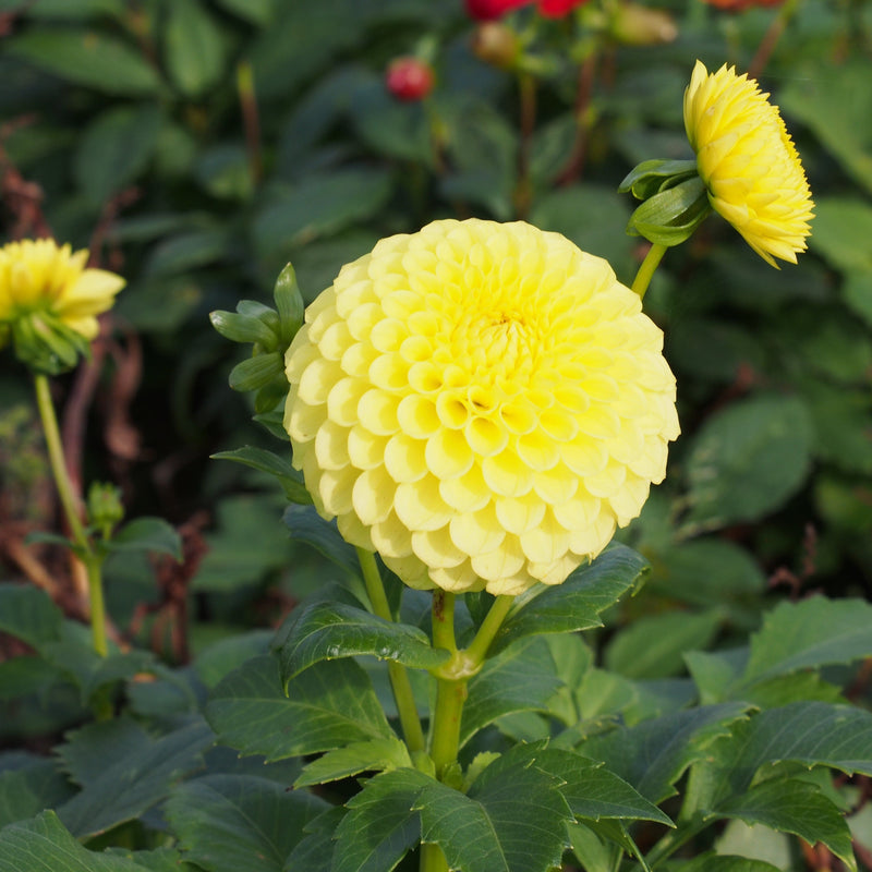 Biologische gele dahlia met een bolvorminge bloem voor boeketten.