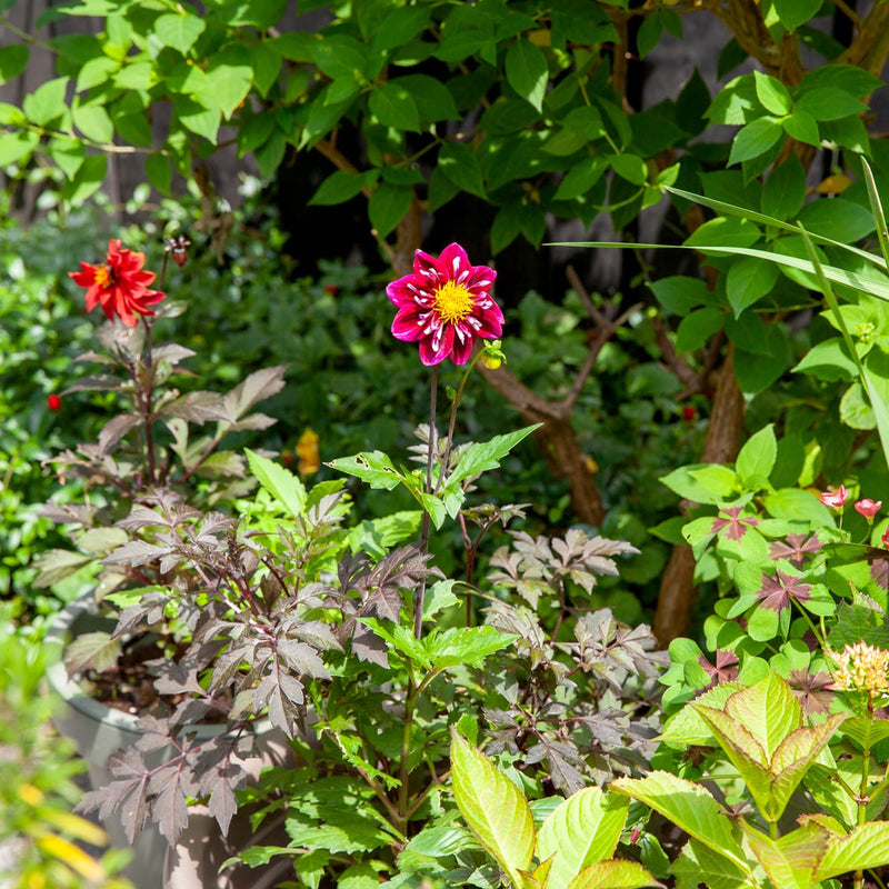 dahlia met paarse bloem en geel hart in een tuin