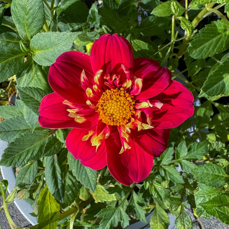 Dahlia impression festivo cloes-up bloem