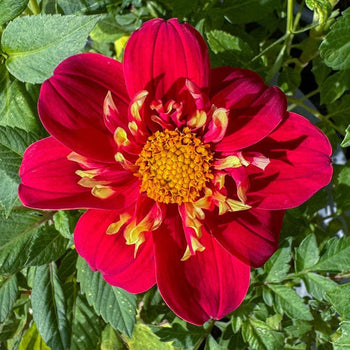 Dahlia Impression Festivo