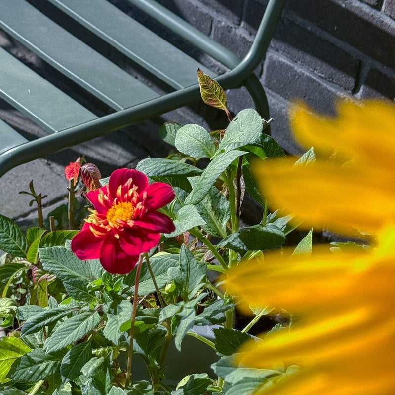 Dahlia impression festivo naast tiuinbankje gevel