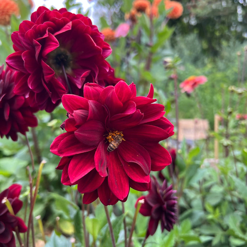 Dahlia Arabian Night