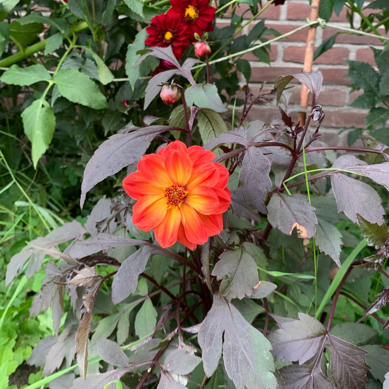 Biologische dahlia dreamy sunset in de tuin in bloei.
