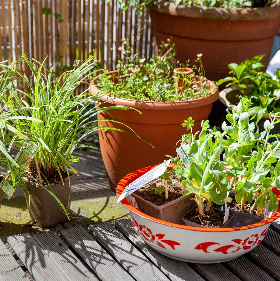 Tips bij droogte