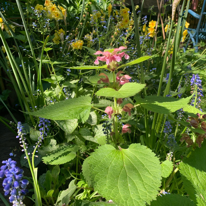 Doventel die veel bijen aantrekt in de tuin. 