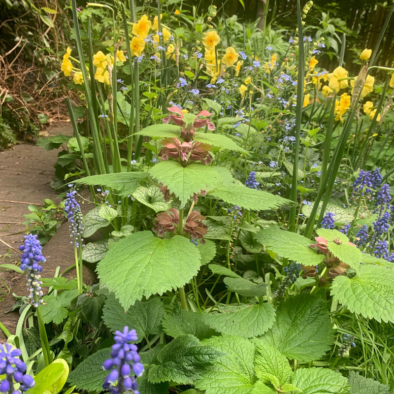Biologisch gekweekte lamium in volle bloei met narcissen gecombineerd. 