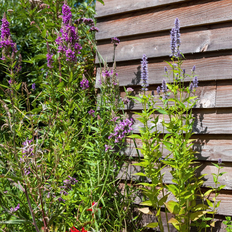 Dropplant blue fortune naast grote kattestaart