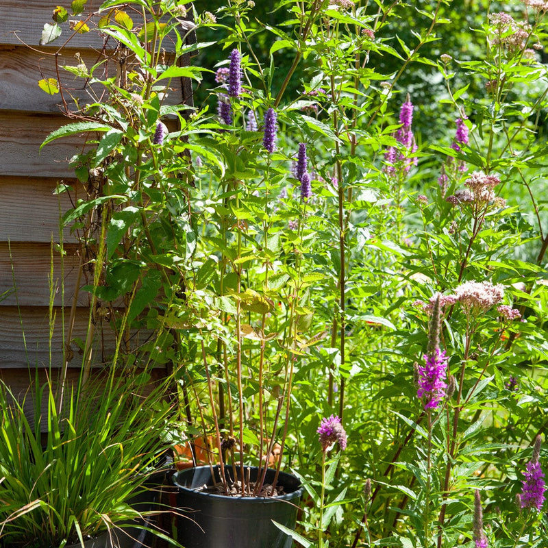 dropplant foeniculum in pot