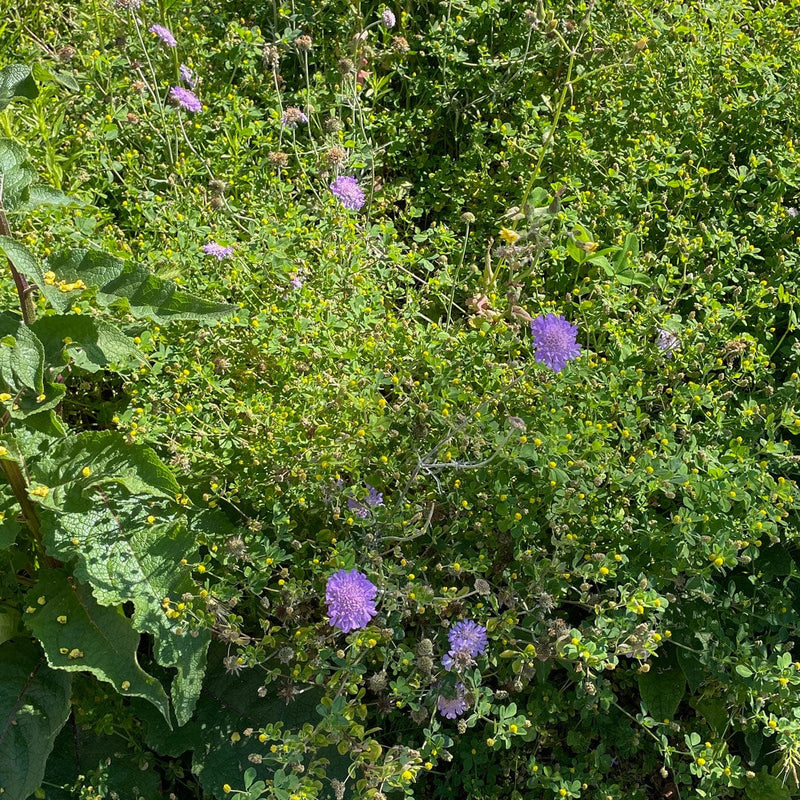 duifkruid btterfly blue tussen diverse planten