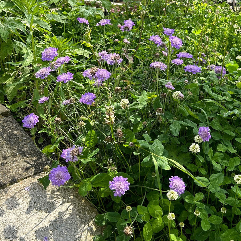 Duifkruid butterfly blue in border