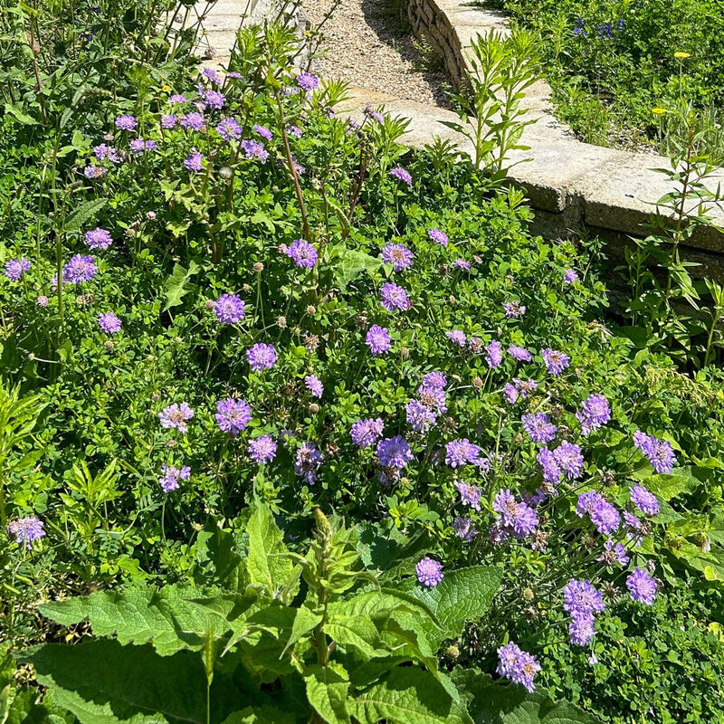 duifkruid butterfly blue in zomer in border