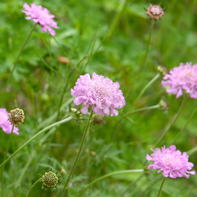 Duifkruid, close up van roze knoopvormige bloemen en lichtgroene knoppen.