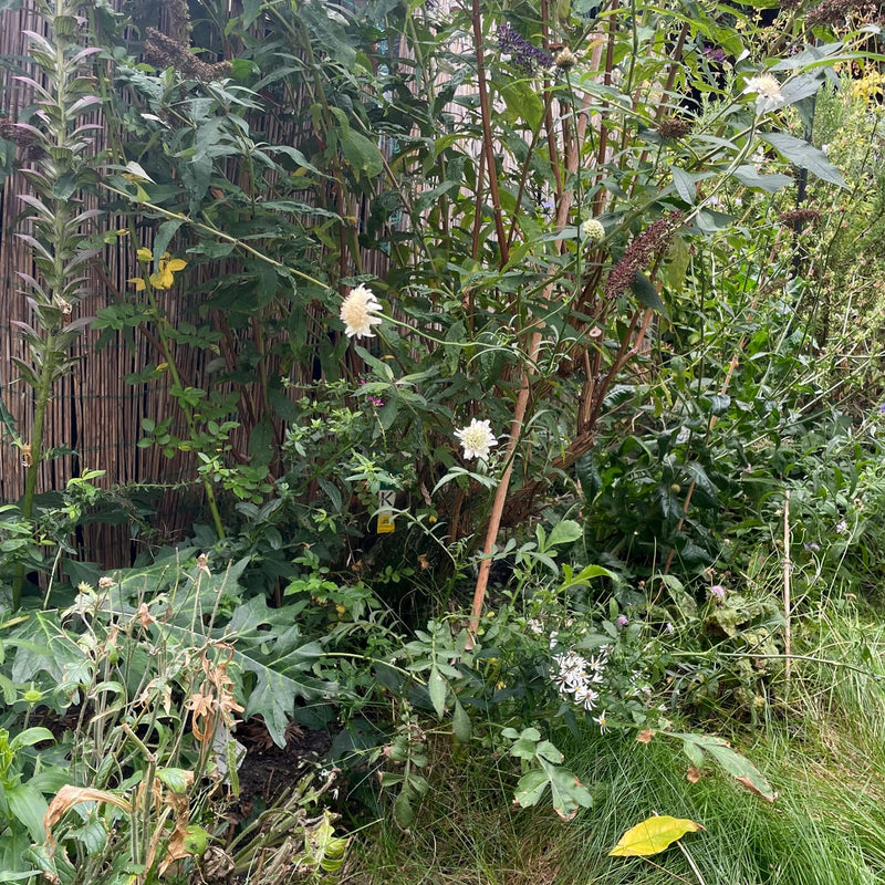 duifkruid met witte bloem in een border in een tuin