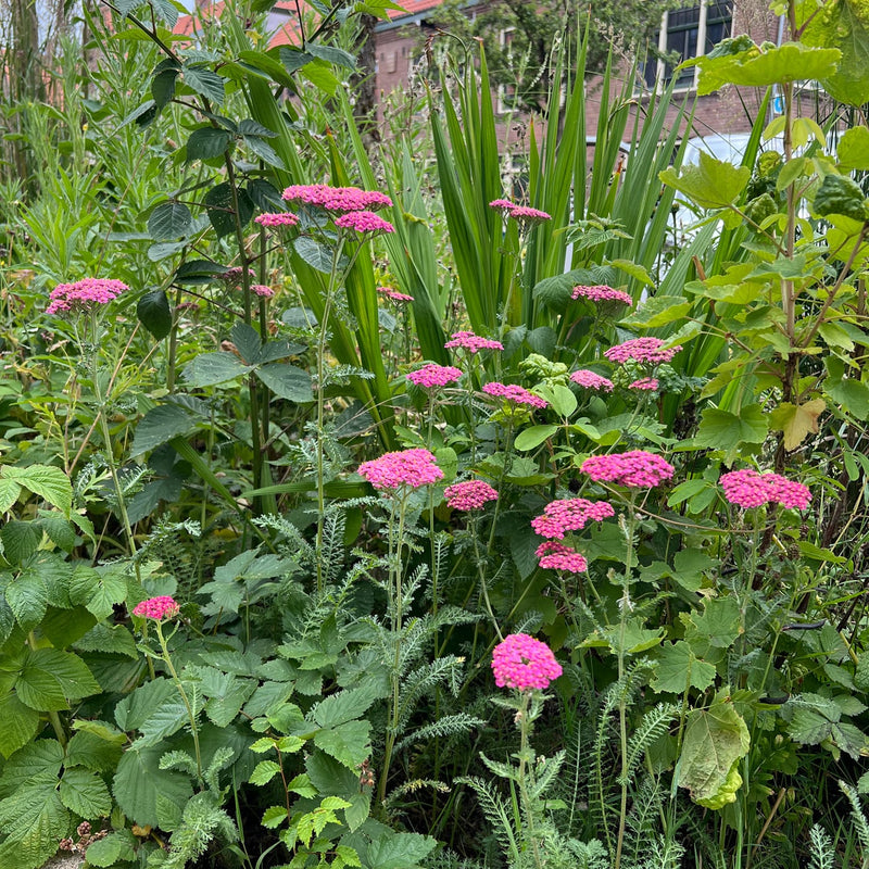 duizendblad cassis in een border