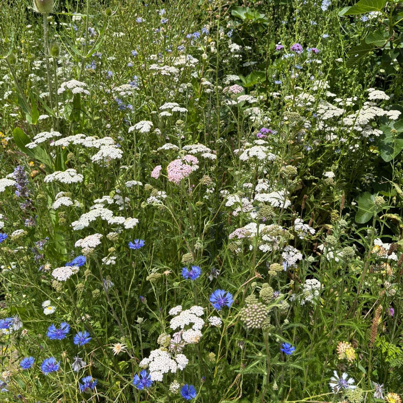 Biologische duizendblad met korenbloem in een bloemweide.
