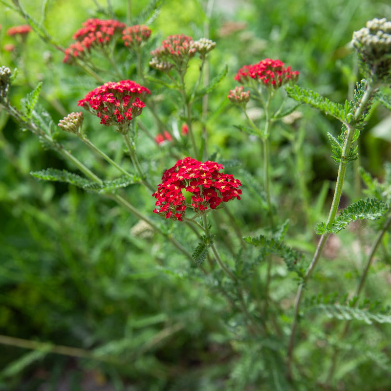 close up van duizend blad paprika met rode bloem