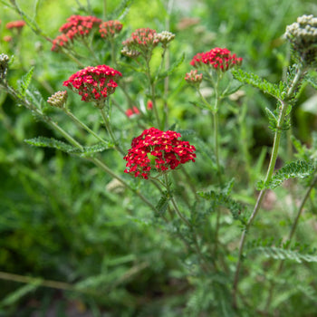 Duizendblad Paprika