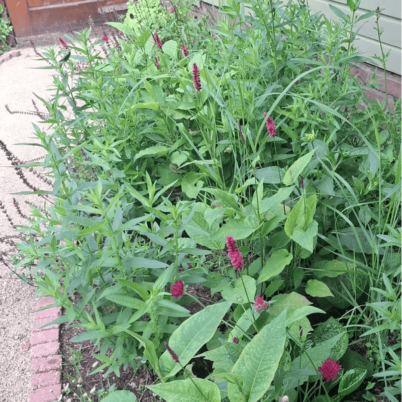 Biologische persicaria in de tuin gecombineerd met knautia. 