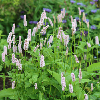 Duizendknoop bistorta