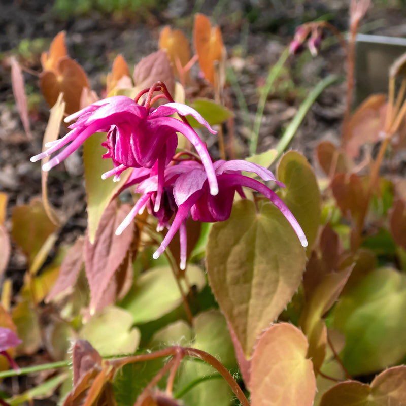 biologsiche elfenbloem, met donkerroze bloem en rood blad