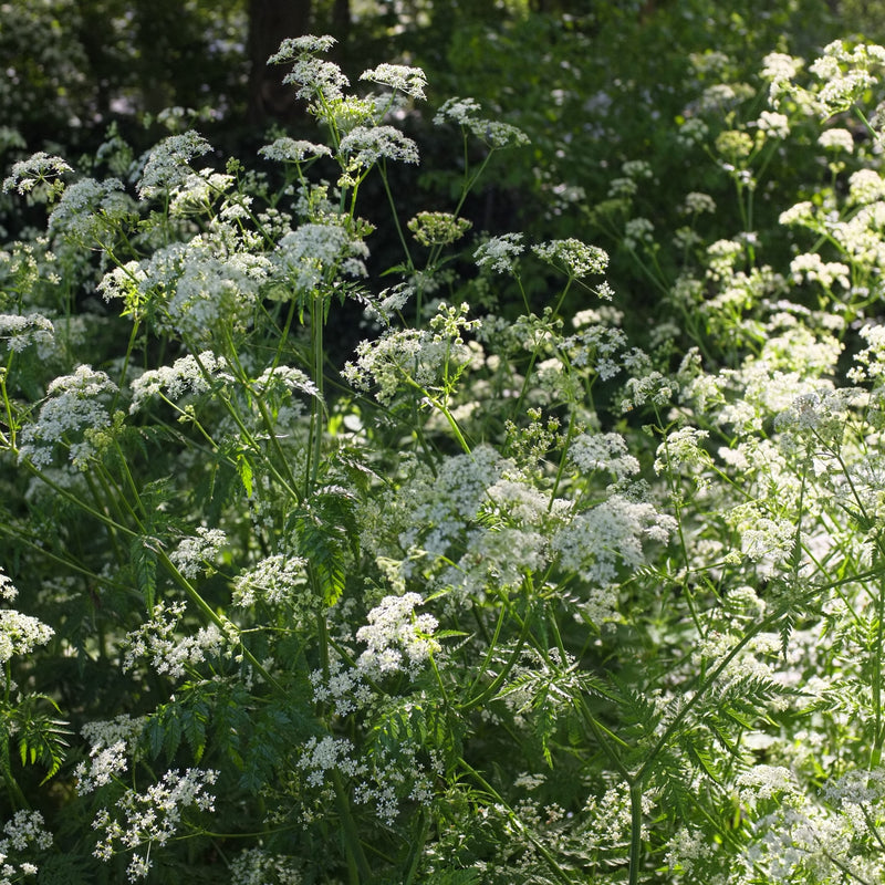 biologisch fluitenkruid, witte schermbloemen